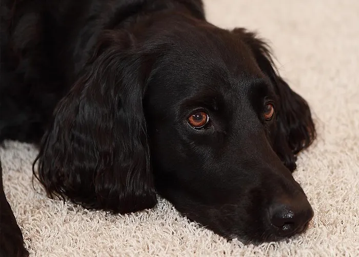 فندق Goldener Adler 3*