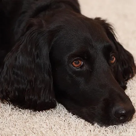 Hotel Goldener Adler 3*